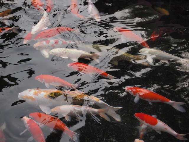 [Image: PC174817.JPG]