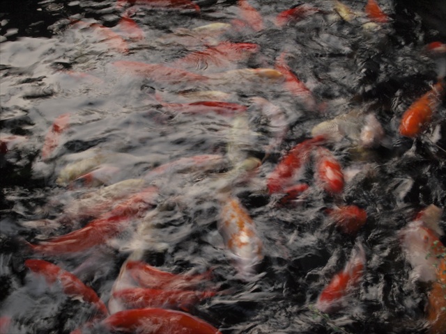 [Image: PC174829.JPG]