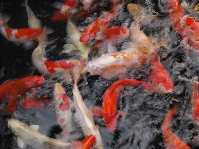 [Image: PC174830.JPG]
