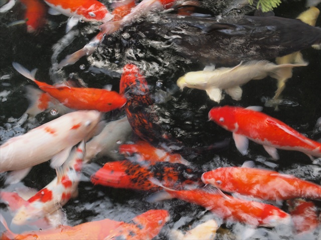 [Image: PC174831.JPG]