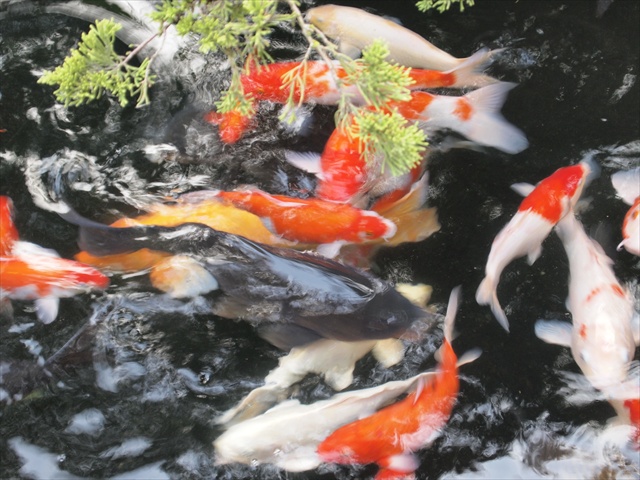 [Image: PC174832.JPG]