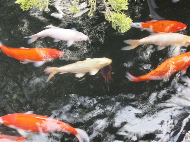 [Image: PC174833.JPG]