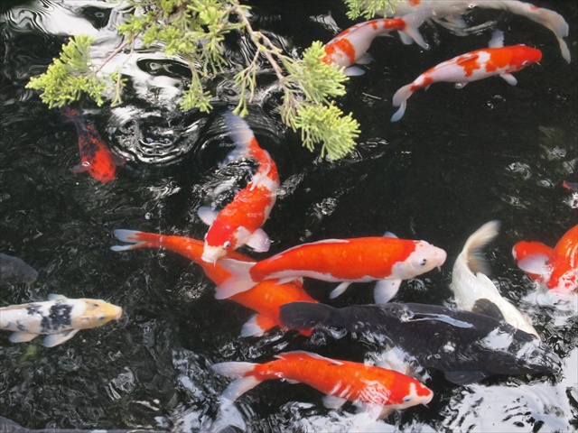 [Image: PC174835.JPG]