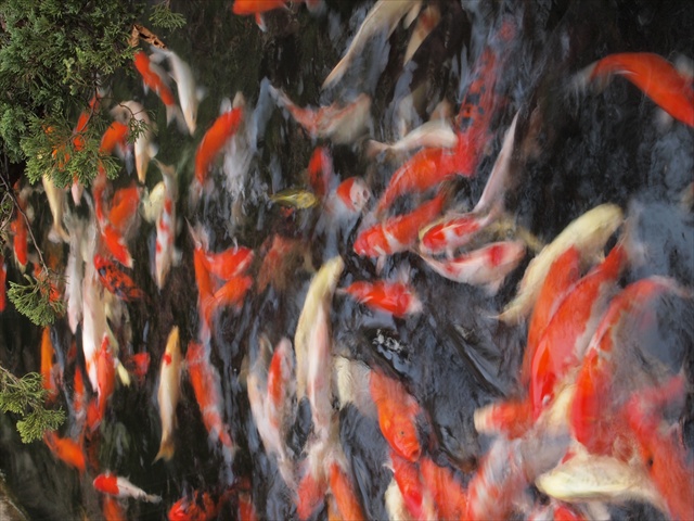 [Image: PC174851.JPG]